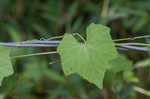 Creeping cucumber